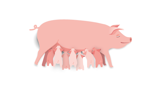 sow with piglets