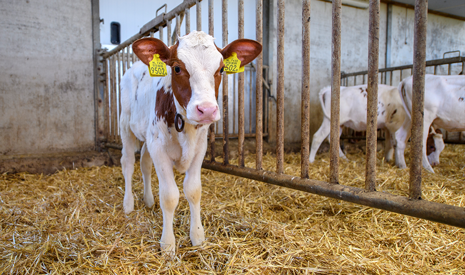 Calf on straw, standing on his feet