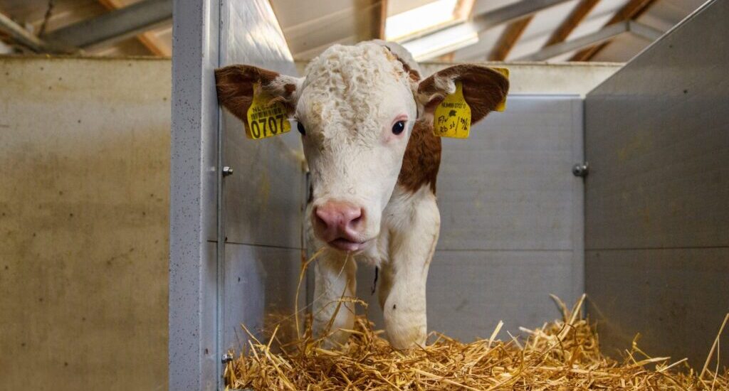 calf in straw