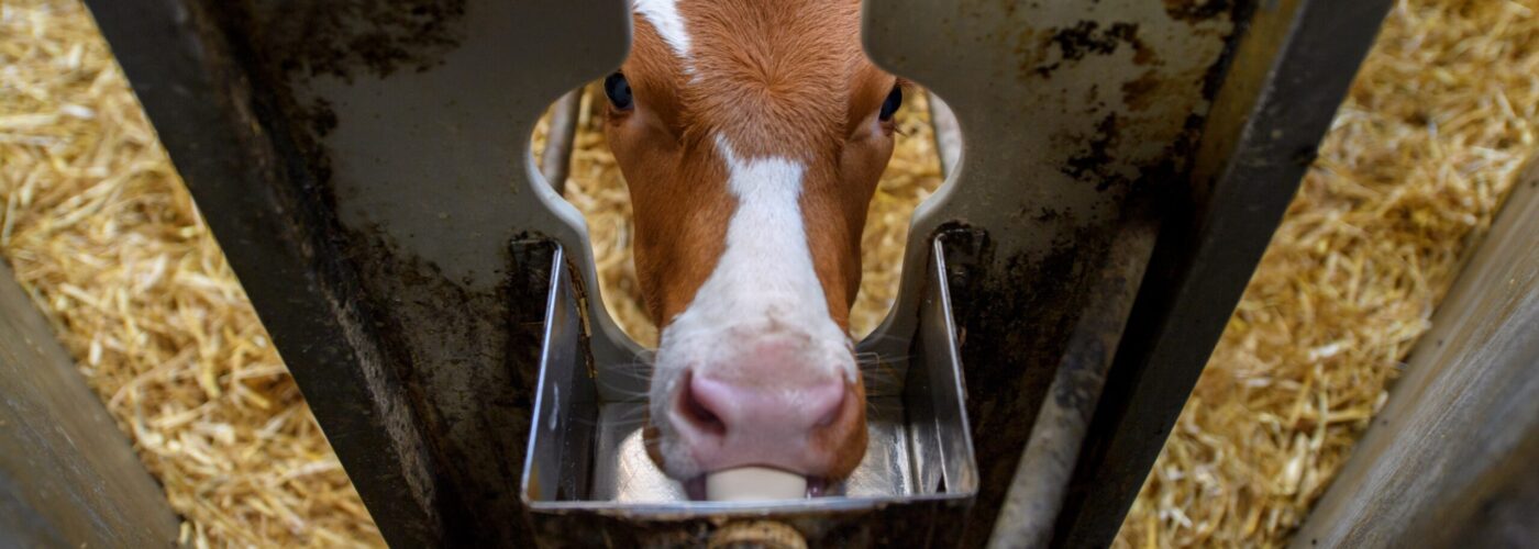 calf drinking on an automated milk dispenser