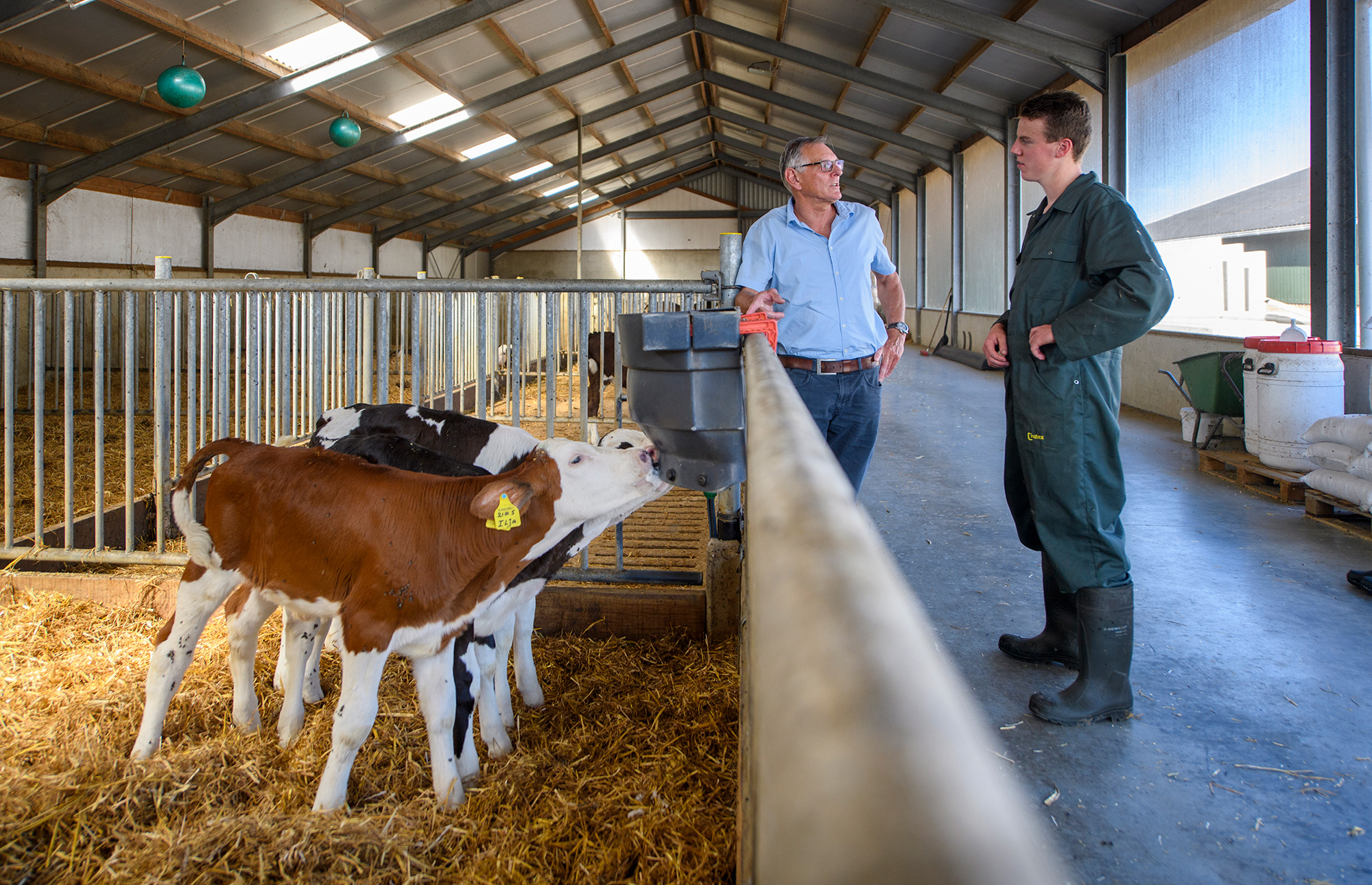 2 boeren in een stal bij kalfjes die drinken