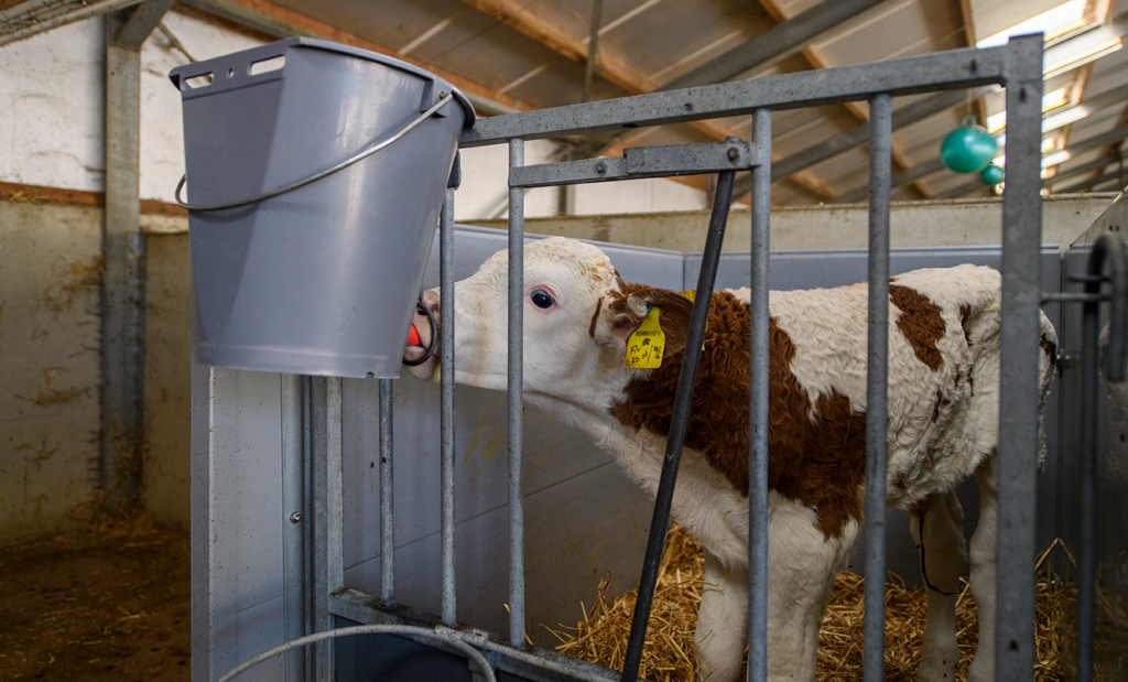 Calf drinking colostrum