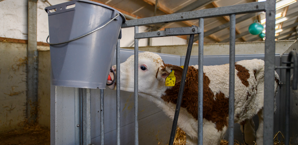 Calf drinking colostrum