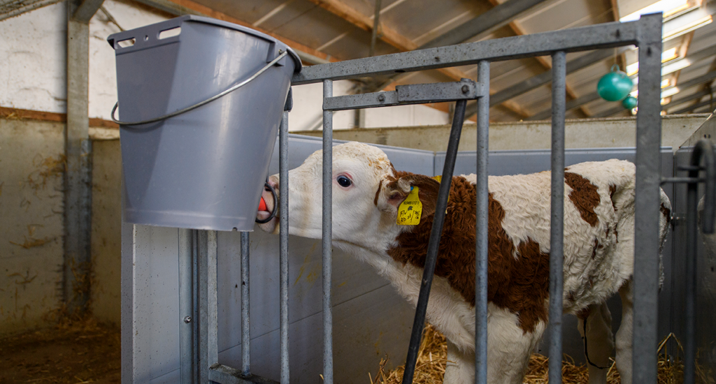 Calf drinking colostrum