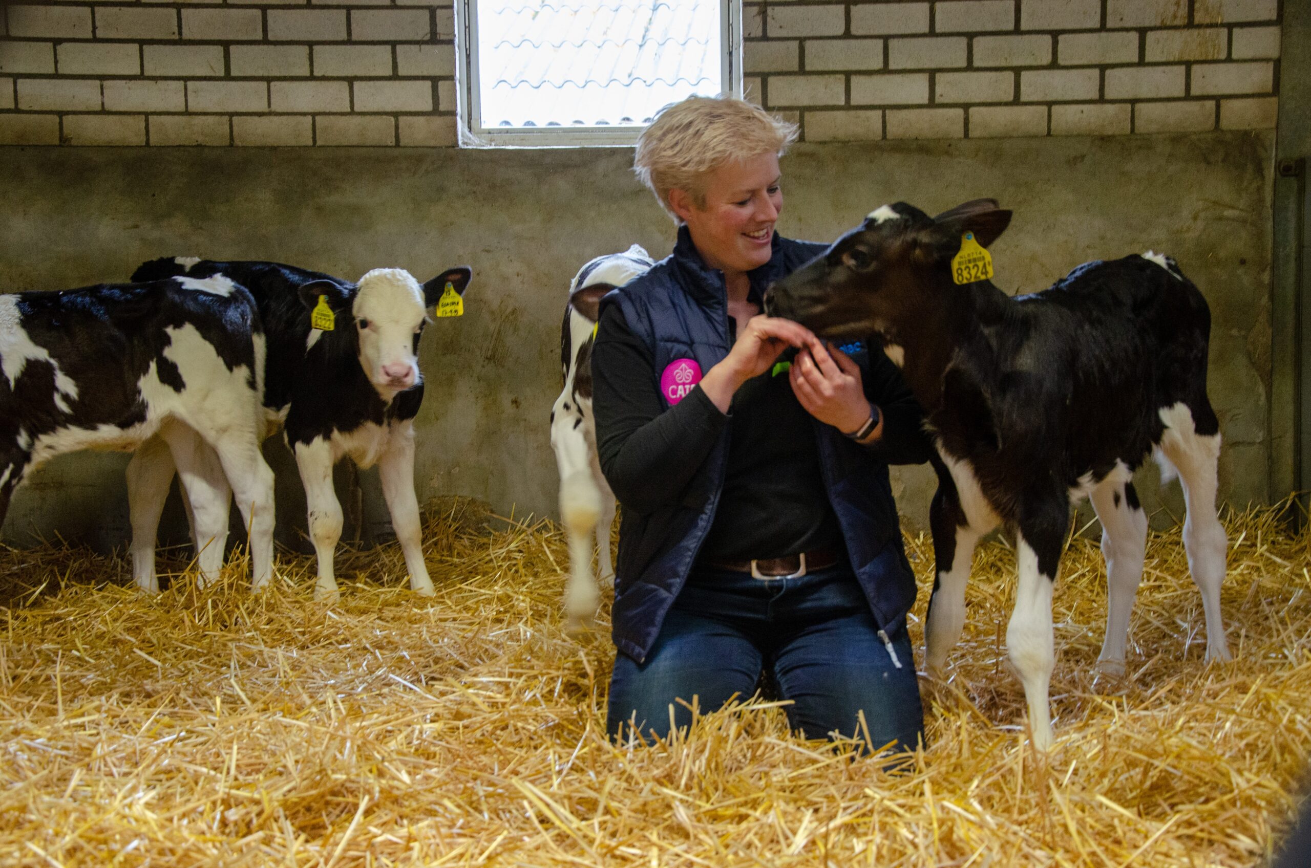 Vrouw in stal aait kalfje