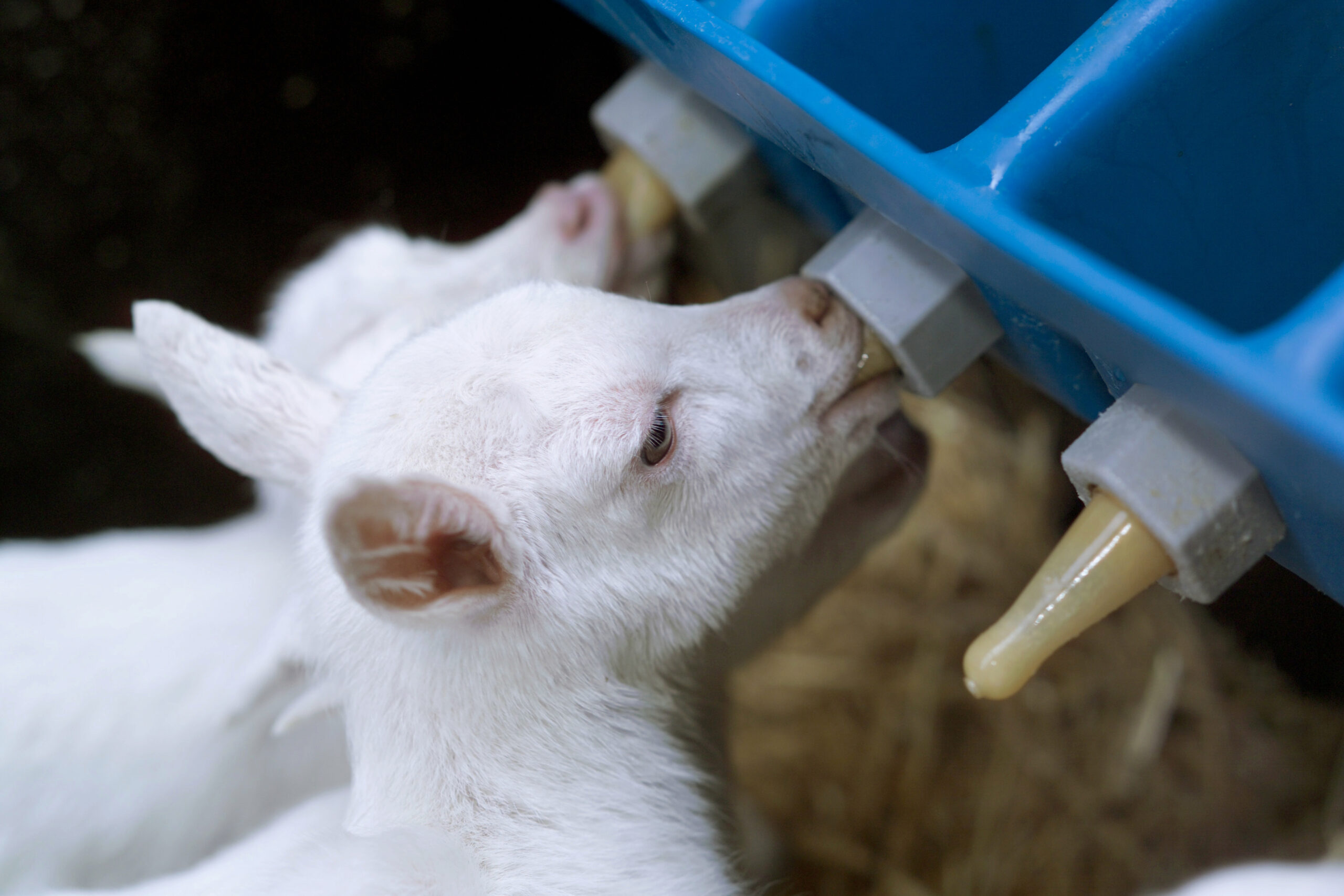 twee geiten lammeren drinken melk uit speenemmer