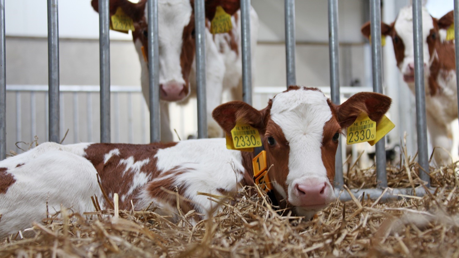 calf in straw