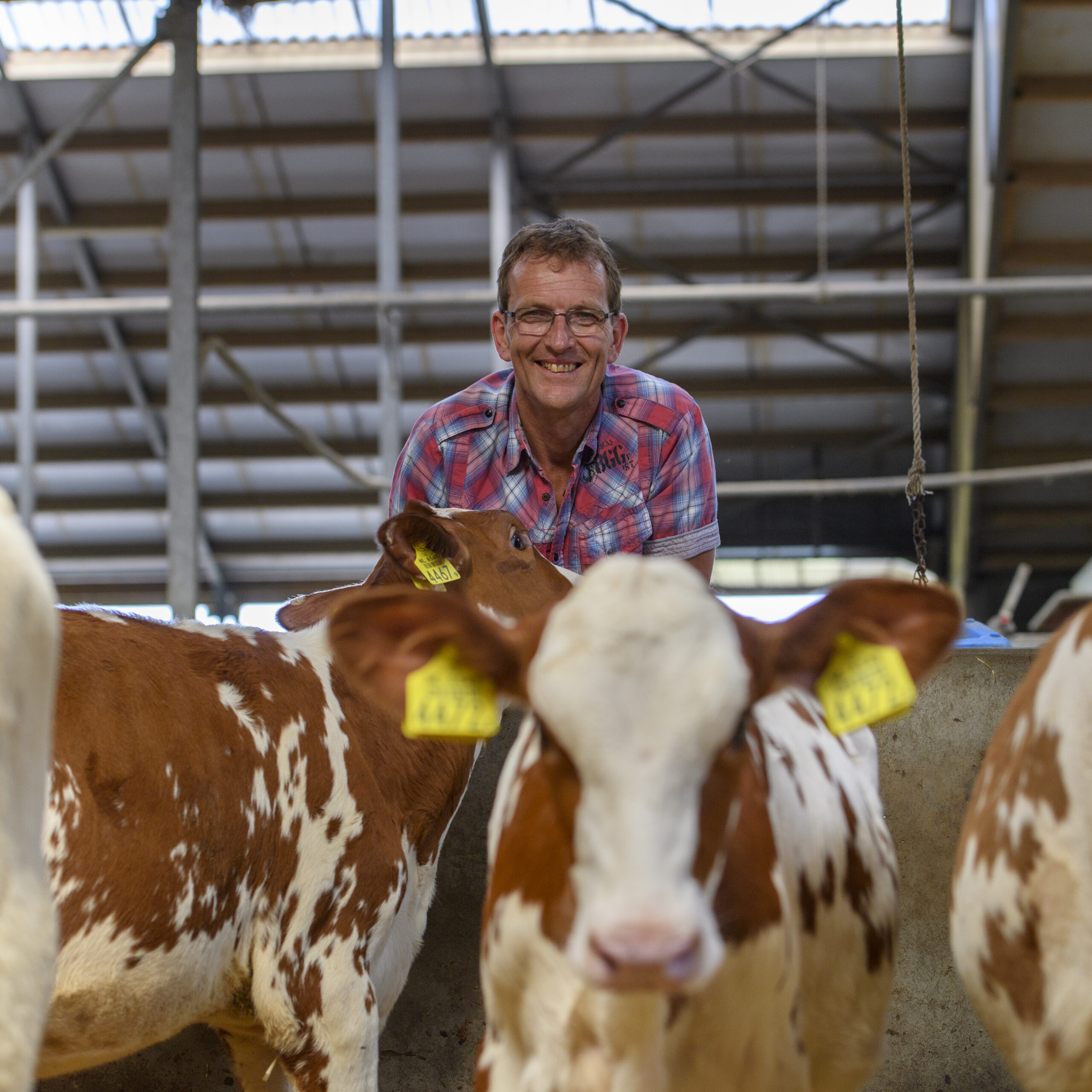 Farmer with calves