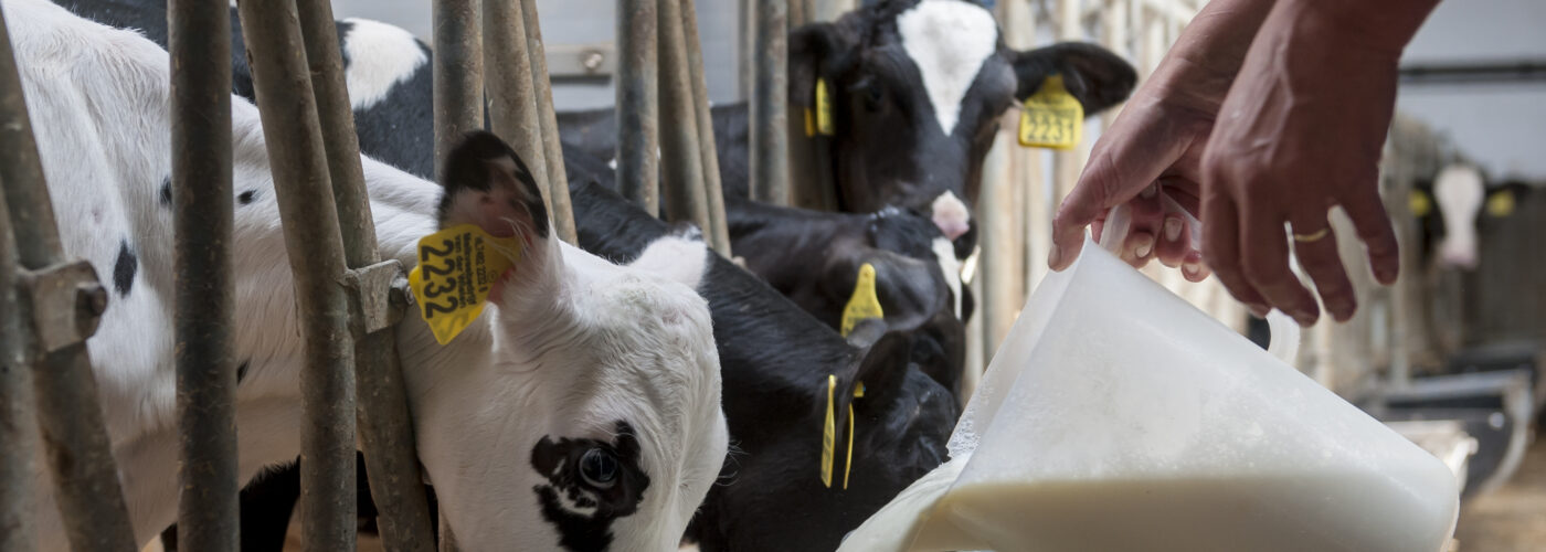 Providing calf with milk