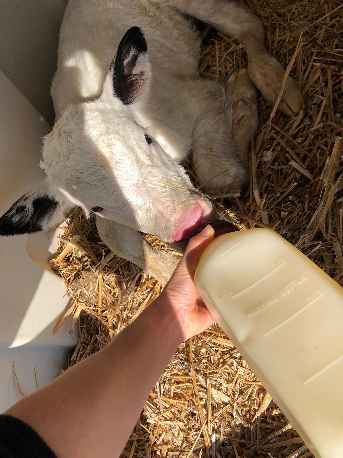 feeding colostrum to calves