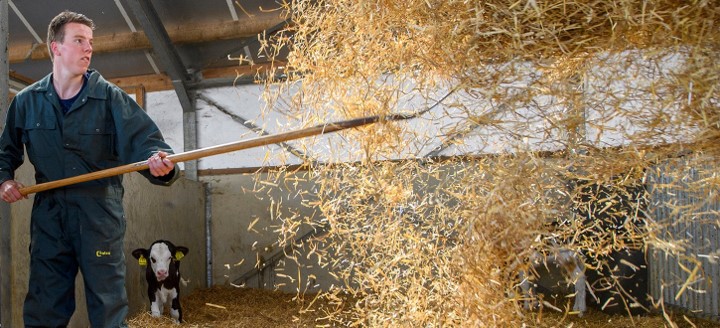 Farmer hay housing calves