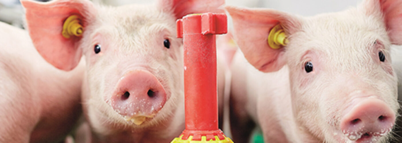 Piglet at drinking bucket