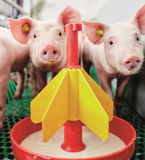 Piglet at drinking bucket