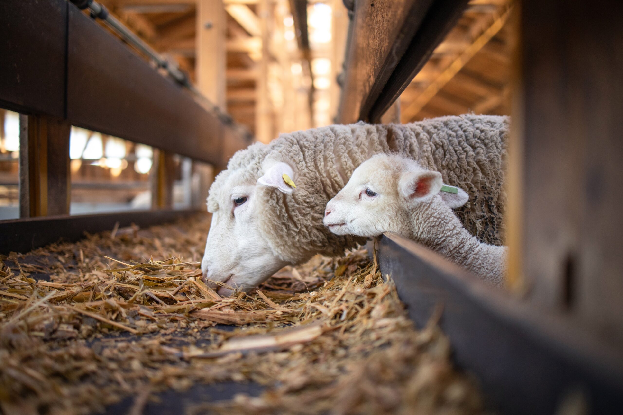 Sheep with sheep lamp