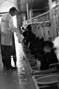 feeding calves black and white