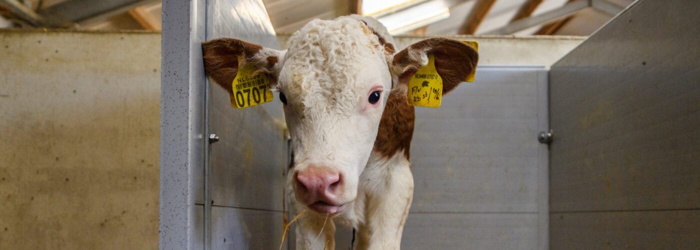 Calf in box with straw